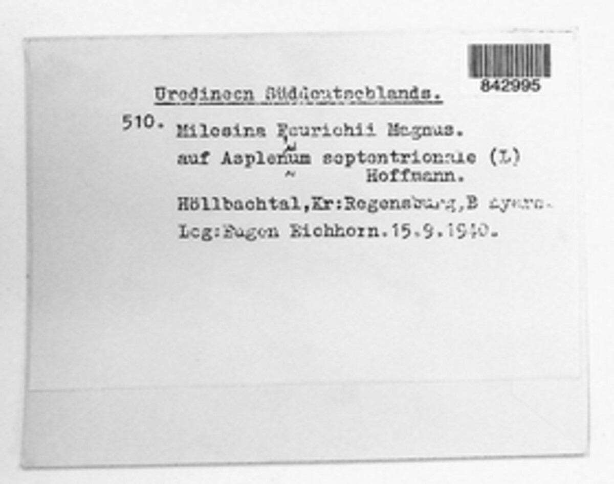 Milesina feurichii image